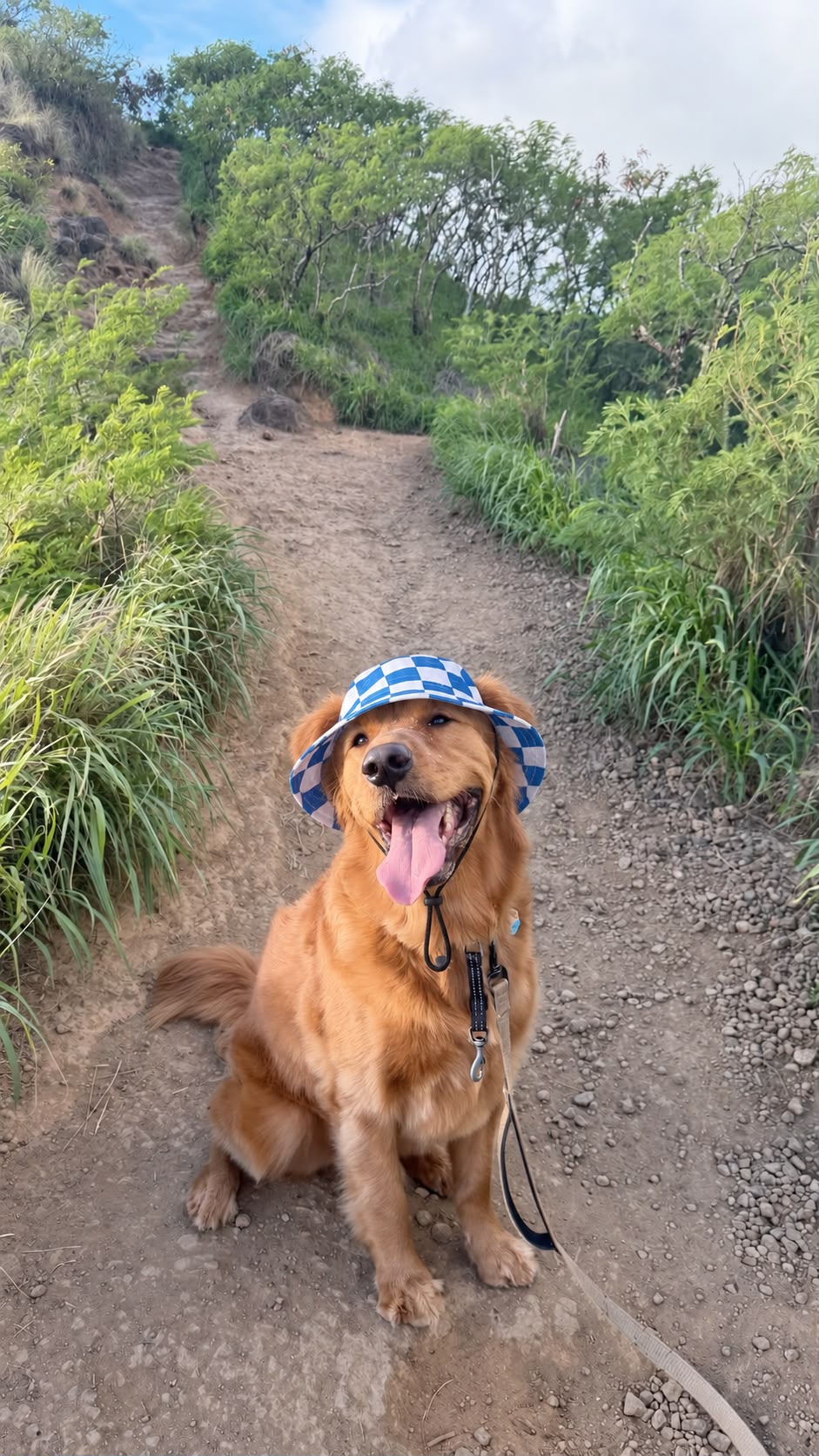 The Happy Camper | Dog Bucket Hat