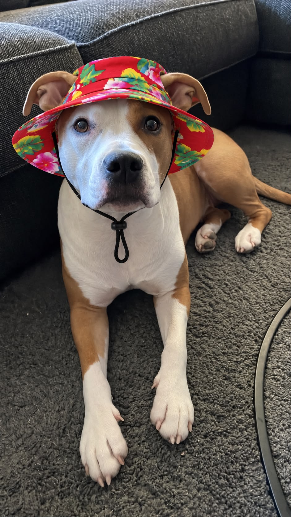 The Happy Camper | Dog Bucket Hat