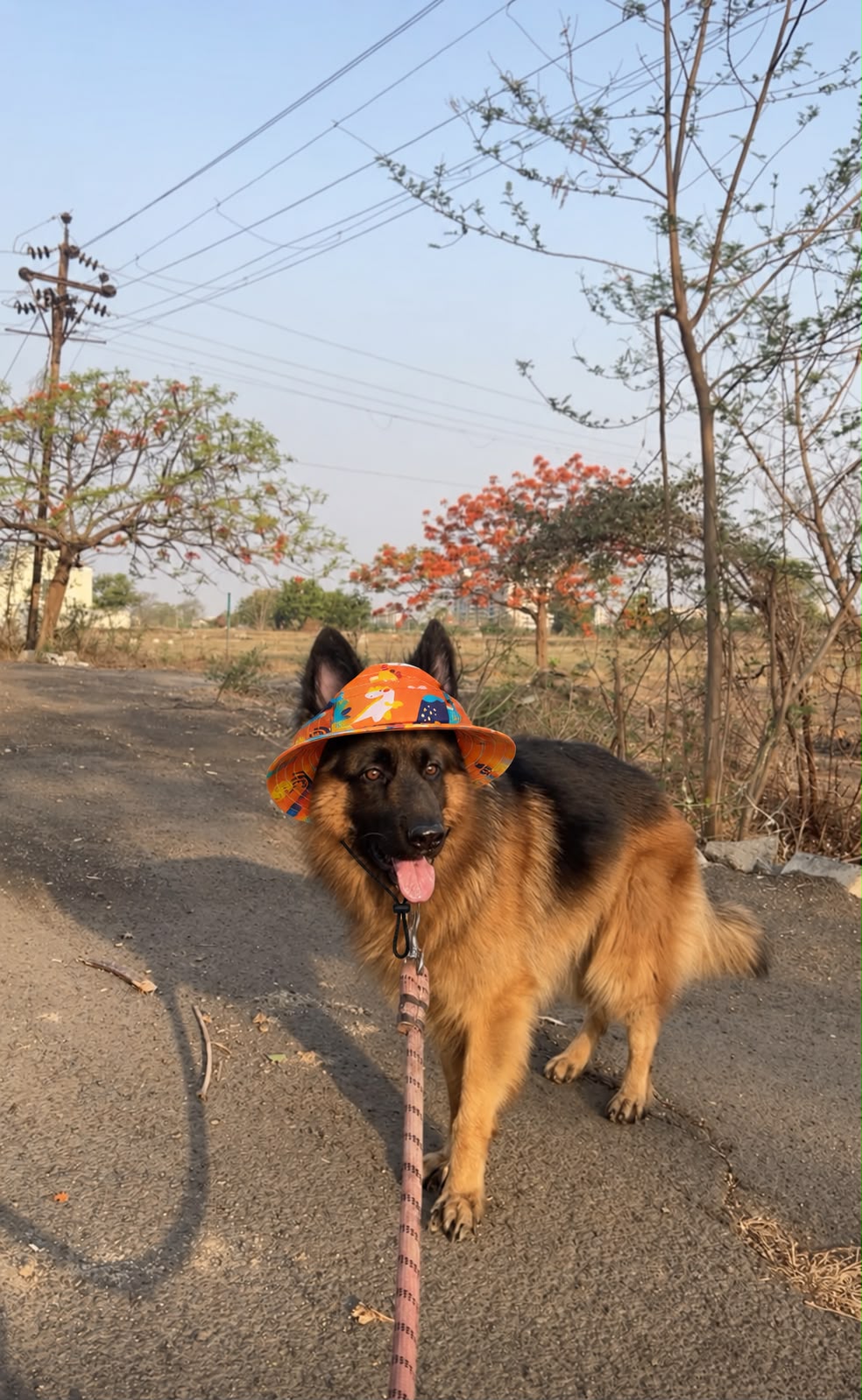 The Happy Camper | Dog Bucket Hat